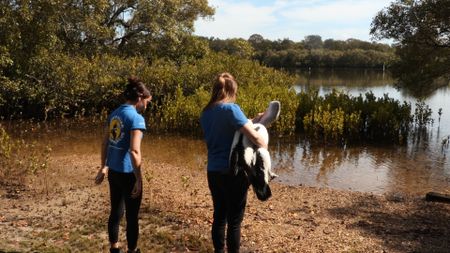 Hayley the vet Nurse and Kelsey carrying Pelican for release walking to water. (EQ Media Group/Jackie Munro)