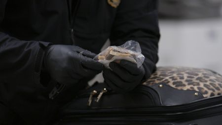 Pieces of wood  found in a traveler's luggage will undergo inspection by an agriculture specialist in Atlanta, Ga. (National Geographic)