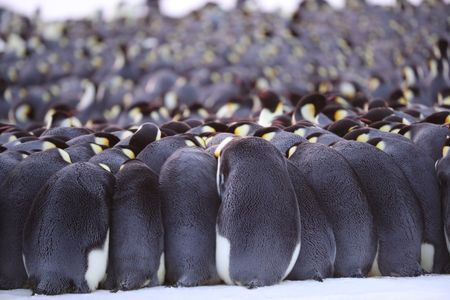 Emperor Penguins huddling with their heads down. (credit: National Geographic/Alex Ponniah)