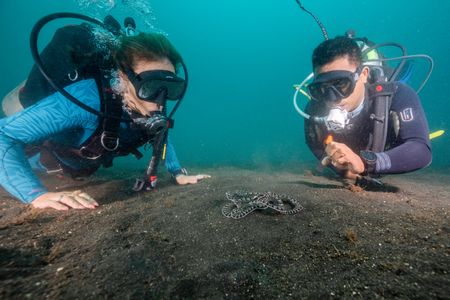 Dr. Alex Schnell observes a Mimic octopus (Thaumoctopus mimicus) while on a dive with wildlife photographer and local dive guide, Benhur Sarinda. (National Geographic for Disney/Craig Parry)