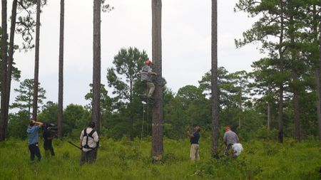 Mark Bailey climbs up a pine tree to fix up a home for the endangered red-cockaded woodpecker while Christian Cooper assists from below. (National Geographic for Disney)