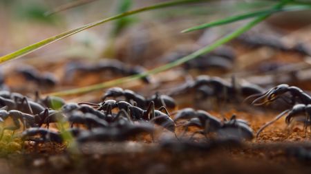 A Matabele ant army marches into battle. (National Geographic/Romilly Spiers)