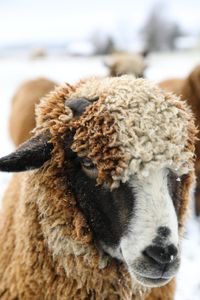 A pregnant merino sheep stands in the snowy Pol family farm animal pasture. (National Geographic)