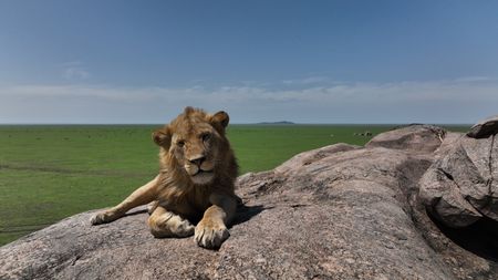 A male lion lies on a kopje (rocky outcrop) looking over the short grass plains of the Serengeti. (National Geographic for Disney/Adam Clarke)