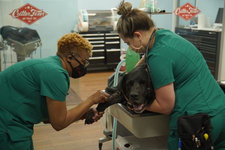 Senior vet tech Andrea and vet tech Jordan work together to get a blood sample from Porter, the Black Labrador. (National Geographic for Disney/Sean Grevencamp)