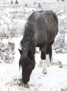 Blue Zeus eating hay in the snow. (Big Wave Productions)