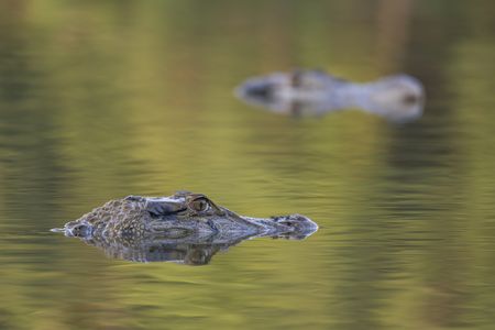 Two caiman peak their heads out of the water in a lake near the Juruá River, a tributary of the Amazon.(credit: National Geographic/André Dib)