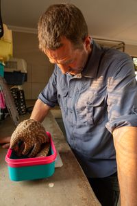 Giles Clark weighs Archie the baby pangolin. (National Geographic/Cherique Pohl)