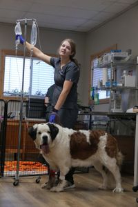 Vet tech Laurel Driver stands with the St. Bernard, Nellie, who is being treated for her severely infected, swollen tongue. (National Geographic)