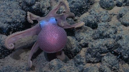 A Dorado Octopus. (mandatory photo credit: Schmidt Ocean Institute)