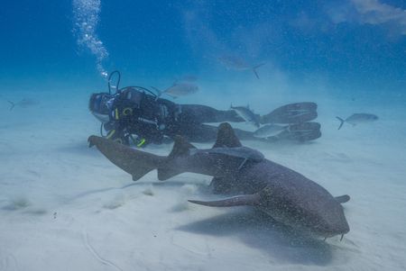 Ross Edgley with sharks underwater. They start to arrive from all over the SE coast of the USA to the protected waters of the Bahamas. (National Geographic/Nathalie Miles)
