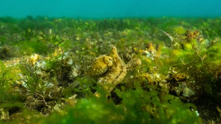 An Algae octopus (Abdopus aculeatus) foraging amongst the algae and seagrass in Bunaken Marine Park.   (photo credit: National Geographic/Annabel Robinson)