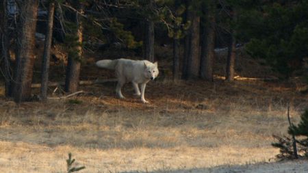 A white wolf walks in the forest of Yellowstone National Park. (Landis Wildlife Films/Bob Landis)