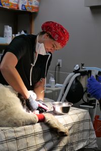 Dr. Erin Schroeder works on Nellie the St. Bernard, to treat her swollen and infected tongue. (National Geographic)