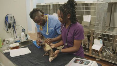 Hospital tech, Alice Clark, helps Dr. Hodges get a stool sample from Noodle, the ferret. (National Geographic for Disney)