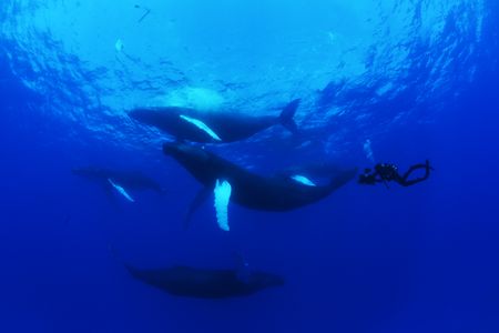 Humpback whales swim underwater next to a crew diver with a camera. (National Geographic/James Loudon)