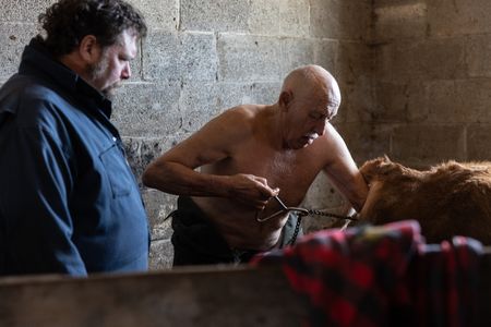 At an emergency calving, Dr. Pol places an OB chain below and above the calf's dewclaws in order to pull it out. (National Geographic/Mike Stankevich)