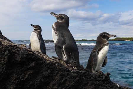 Three adult Galapagos penguins on a rock. (credit: National Geographic/Bertie Gregory)