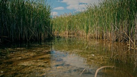 Bog water and reeds. (2023 BOG PEOPLE SEASON ONE INC.)