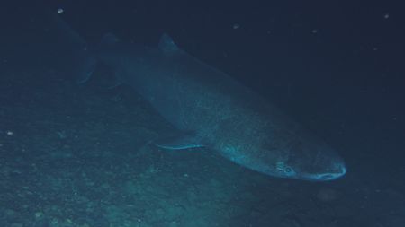 A Greenland shark in its natural habitat spotted from one of the OceanXplorer's submersibles. (National Geographic)