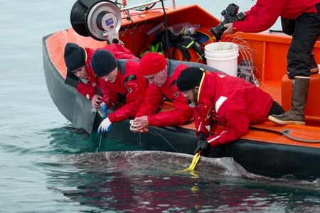 Melissa Marquez, Eric Ste-Marie, Nigel Hussey, and Aldo Kane tag a Greenland shark off the side of the FRC. (National Geographic/Mario Tadinac)