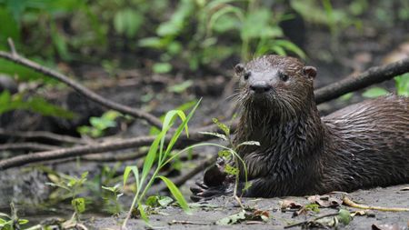 A river otter devours a successful catch.  (credit: National Geographic/Jeff Reed)