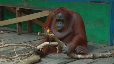 An oragnutan saws a branch, holding it steady with her feet at an old research station in Borneo. (Getty Images)