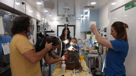 BTS of a wombat in surgery. (EQ Media Group/Jackie Munro)