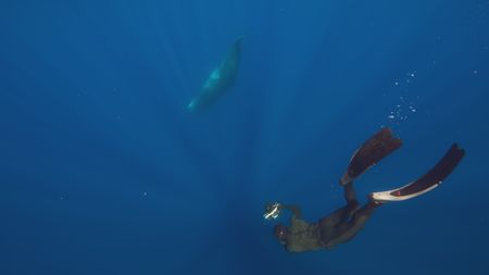 Aldo Kane free dives with a sperm whale. (National Geographic)