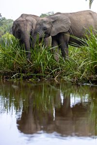 Forest elephants can be seen along the banks of the river in Odzala National Park, Republic of Congo. (National Geographic for Disney/Fleur Bone)