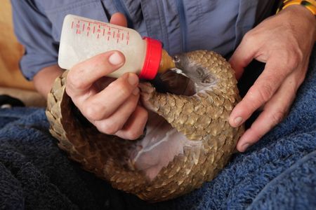 Archie the pangolin baby is bottle fed. (National Geographic/Cherique Pohl)