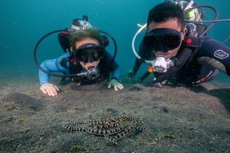 Dr. Alex Schnell observes a Mimic octopus (Thaumoctopus mimicus) with striped coloration while diving with wildlife photographer and local dive guide, Benhur Sarinda.   (National Geographic for Disney/Craig Parry)