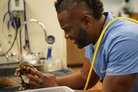 Dr. Hodges is always on his toes at Critter Fixer because cases like this rescued boxer turtle come in with a chunk of shell missing. (National Geographic for Disney/Felix Rojas)
