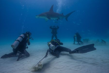 The camera team filming hammerheads making extreme turns.  They use their cephalofoil head to scan the seabed for prey. (National Geographic/Nathalie Miles)