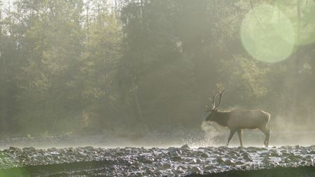 A lone Roosevelt elk bull travels along the Hoh River.  (credit: National Geographic/Alex Cooke)