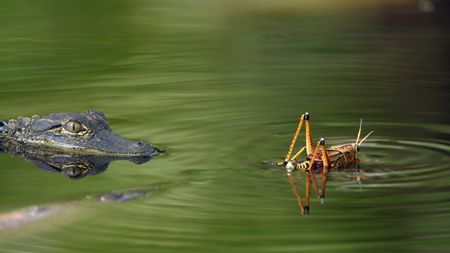 A curious yearling alligator considers a toxic lubber grasshopper as a potential snack. (credit: National Geographic/Jeff Reed)