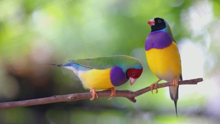 Close up of two Gouldian finches on branch. (Getty Images)