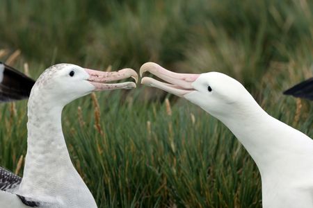 Wandering albatross clatter their bills in greeting. (National Geographic for Disney/Holly Harrison)