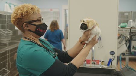 Senior vet tech Andrea goes face-to-face with Peanut, the guinea pig. (National Geographic for Disney)