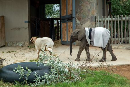 Elephant orphan Phabeni and his sheep friend called Lammie. (National Geographic/Cherique Pohl)