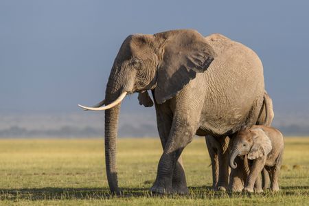 An African elephant calf walks close to its mother. (National Geographic for Disney/Oscar Dewhurst)