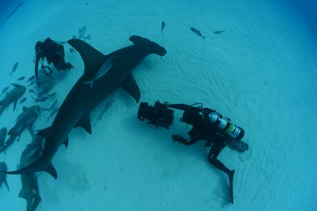 Divers swim with great hammerhead sharks off the coast of Bimini, Bahamas. (National Geographic/James Loudon)