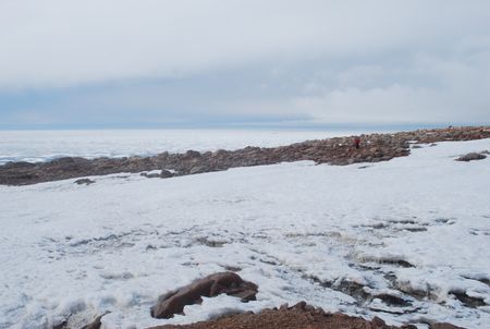 Mysterious penguin remains are discovered in Lamplugh Island, a place beyond the reach of these short-legged creatures. (Credit: Steven Emslie)