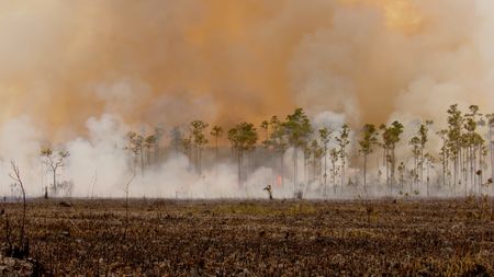 Though a fire burning in the pine rockland ecosystem may seem destructive, these flames are essential for maintaining the balance of the Everglades. (credit: National Geographic/Jake Hewitt)