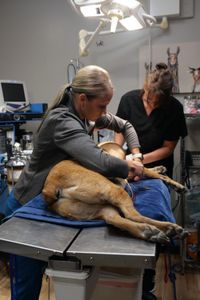 Vet tech Val Sovereign works with Dr. Erin Schroeder to prep Dublin, a Rhodesian ridgeback boxer mix, for a procedure to remove a large mass on his shoulder, as well as a smaller mass on his eyelid. (National Geographic)