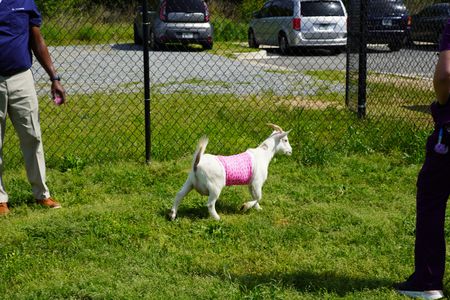 Bella, the goat, is pretty in pink with her new bandages from Dr. Ferguson. (National Geographic for Disney/Sean Grevencamp)