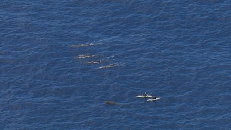 The team spot a large pod of sperm whales in the Azores using the OceanXplorer's helicopter. (National Geographic)