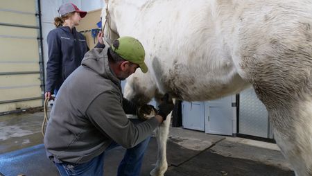 Abbie Walbuam checks in on her horse Big Jake as Dr. Ben Schroeder pares her left hoof. (National Geographic)