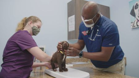It's a very cute day at the clinic for Dr. Ferguson and a puppy. (National Geographic for Disney)