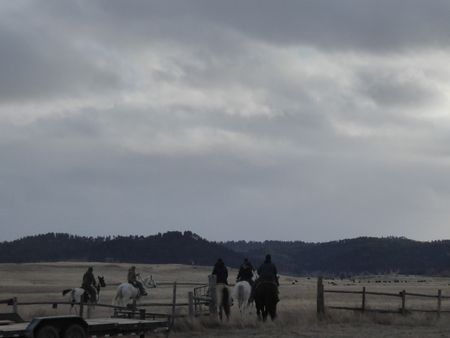 The Cedar County Veterinary staff head out to wild west country, to drive in cattle for pregnancy checking. (National Geographic)